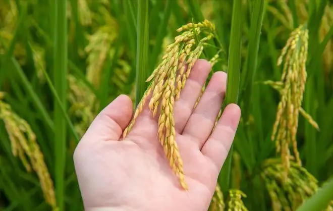 合理利用有機(jī)肥設(shè)備的好處有哪些